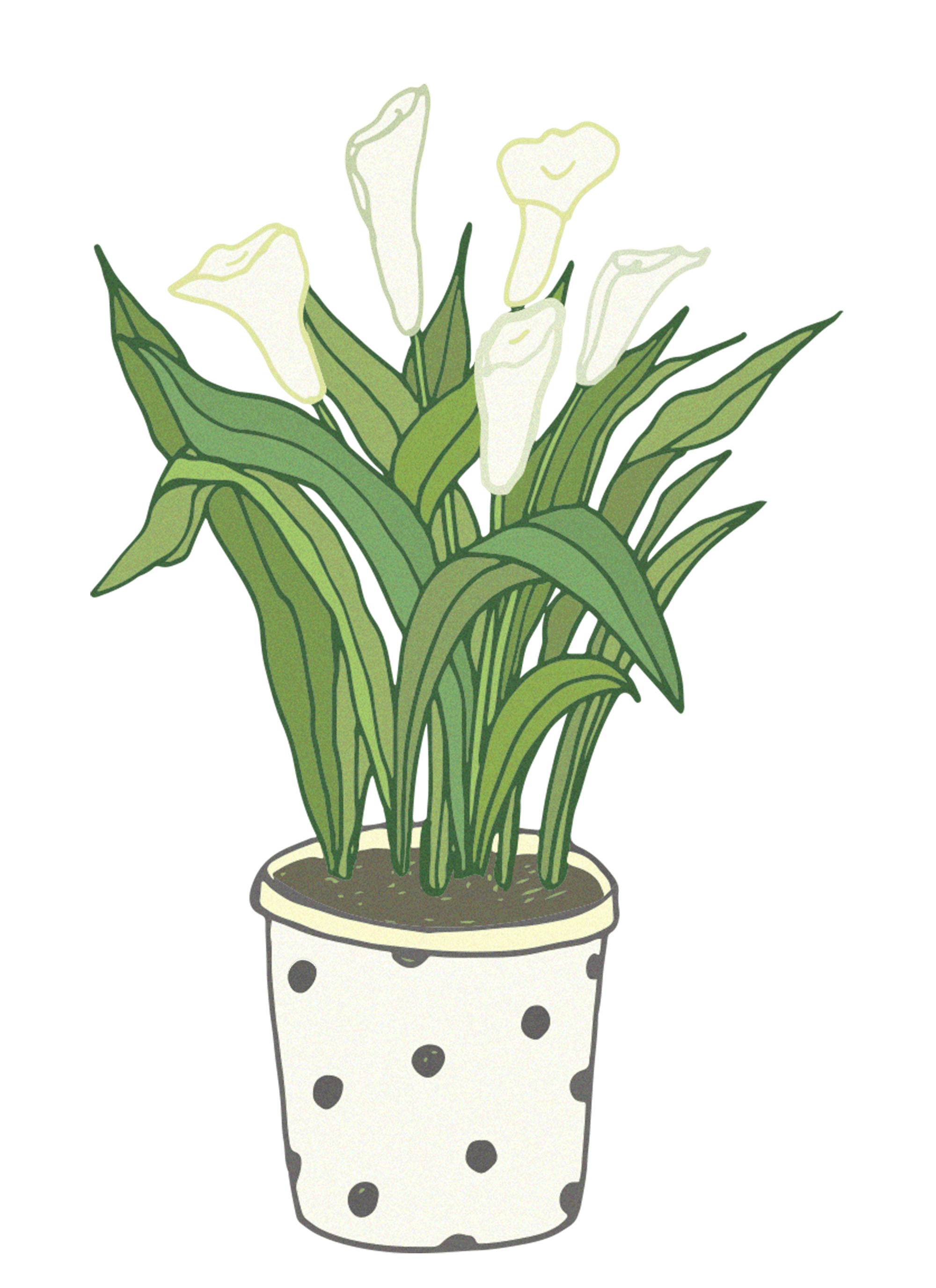 Drawing of Peace Lily