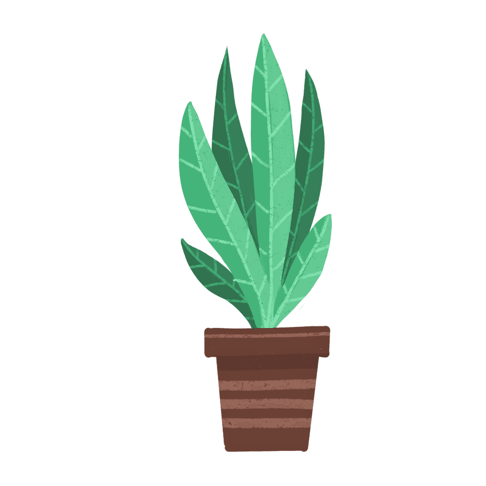 Drawing of Bird's Nest Fern