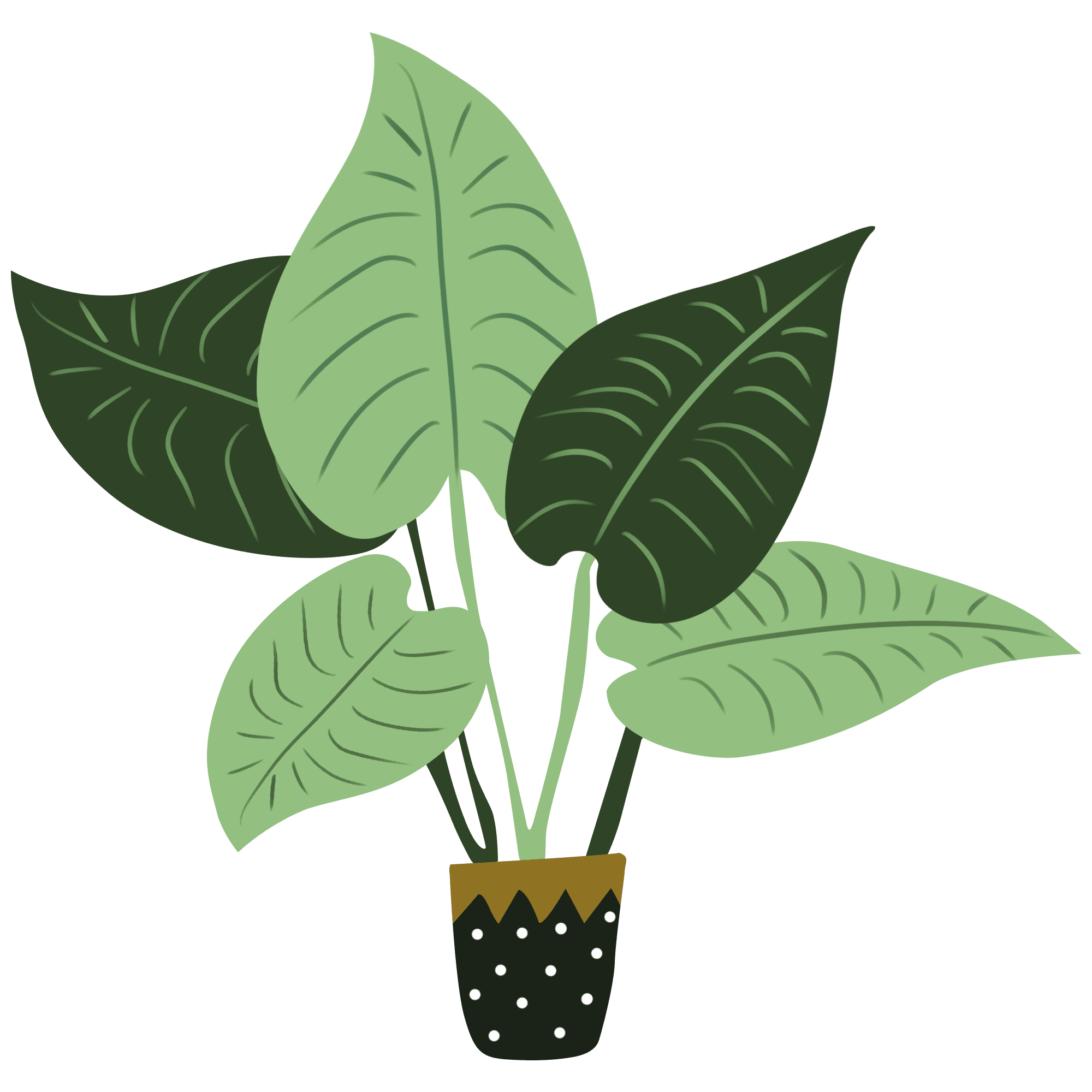 Drawing of Red Prayer Plant