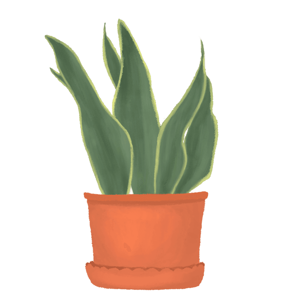 Drawing of Hedgehog Aloe